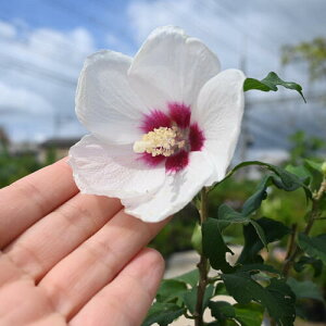 ���N�Q�@�@�U ������M�y������