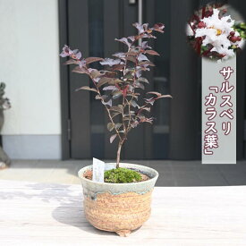 カラスバサルスベリ 鉢植え 百日紅 サルスベリ カラス葉 盆栽仕立て