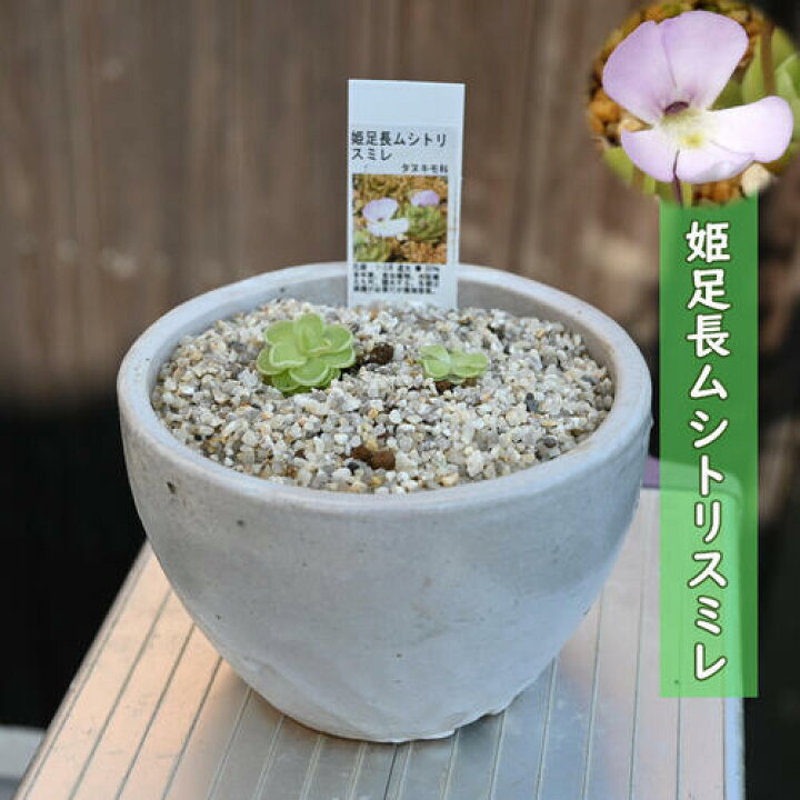 楽天市場】姫足長ムシトリスミレ 鉢植え 食虫植物 多年草 : 園芸百貨店 