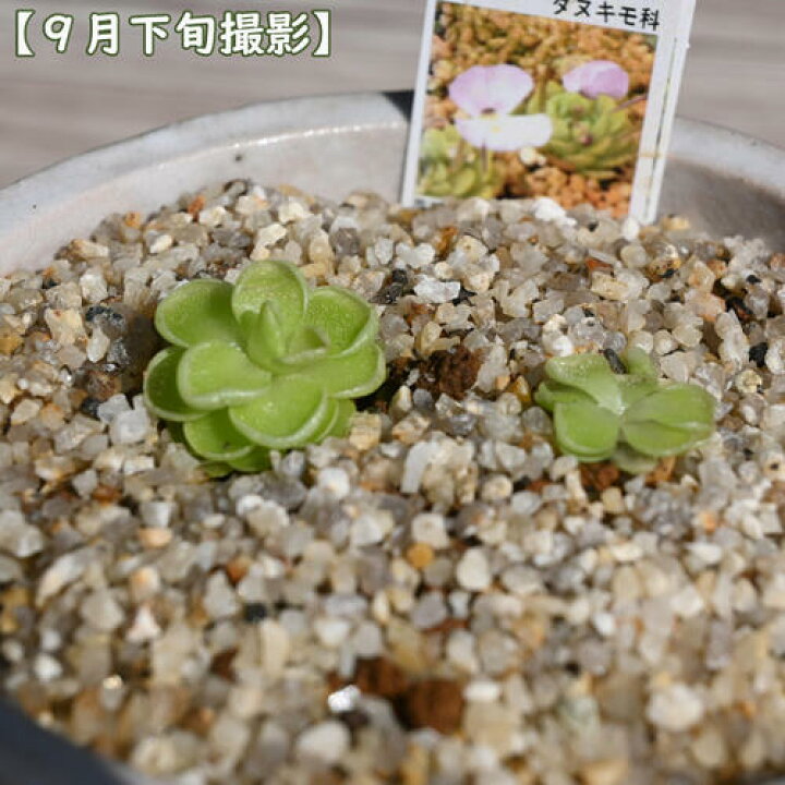 楽天市場】姫足長ムシトリスミレ 鉢植え 食虫植物 多年草 : 園芸百貨店 