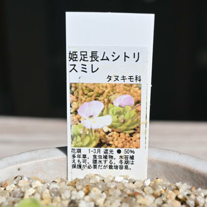 楽天市場】姫足長ムシトリスミレ 鉢植え 食虫植物 多年草 : 園芸百貨店 