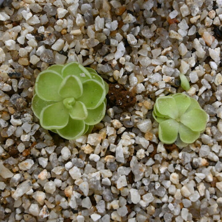 楽天市場】姫足長ムシトリスミレ 鉢植え 食虫植物 多年草 : 園芸百貨店 