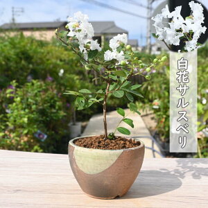 2024N9J TXx   Sg A ~j