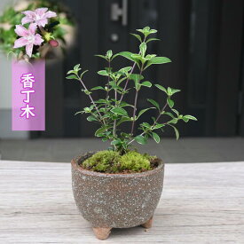 2023年NEW 香丁木 鉢花 こうちょうぼく 鉢植え コウチョウギ