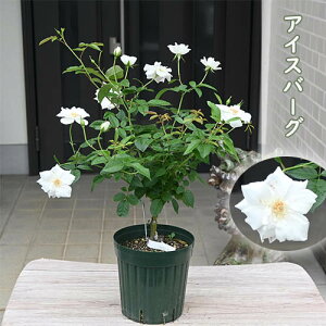 v[g2025N5o ACXo[Oto_n KN lG ֖[