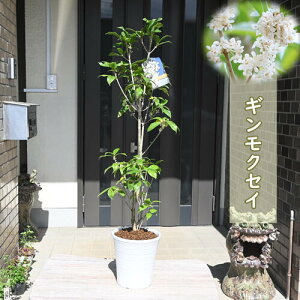 ͂2025NJԌ݂ƂȂ܂MNZC A ؍  NZC 