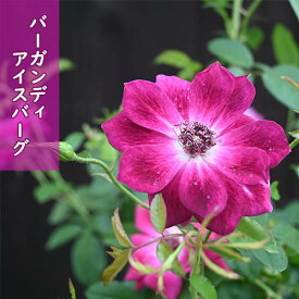 2023年10月開花濃い赤紫バラ　バーガンディ アイスバーグフロリバンダ系 薔薇 四季咲 中輪房咲アイスバーグ　枝変わり品種