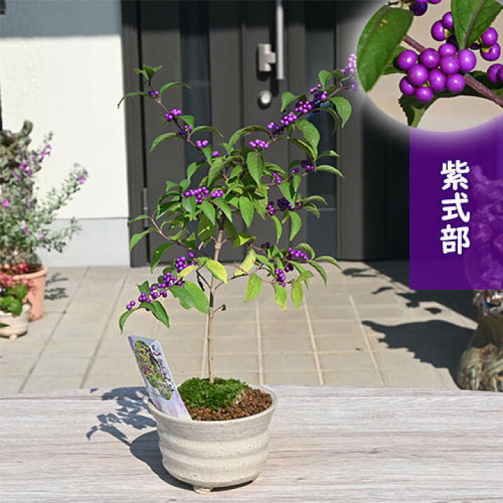 楽天市場】紫式部 信楽鉢入り ムラサキシキブ : 園芸百貨店何でも揃う 