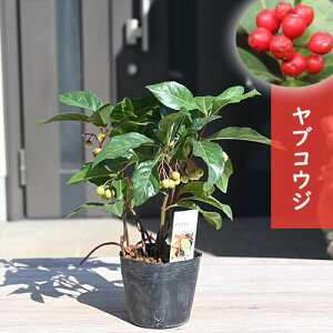 2024NNEW Ԃ cuREW Mq \  J[[t OEhJo[