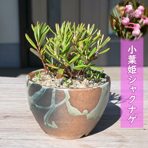 tPVNiQ A PΓ qVNiQ R쑐