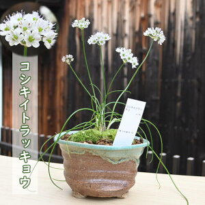 RVLCgbLE@A CgbLE@煔B