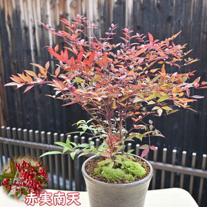 NV̔A2025N͐ԎV A V Ԏ ԓV ie Nǂ͂́AĂȂԂł̂͂ƂȂ܂B