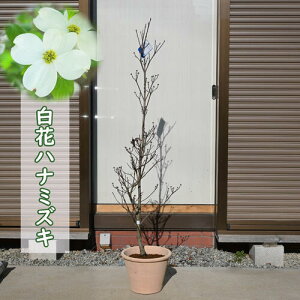 2024NJ ni~YL  ANEhiC eRb^ Ԑ V{c[