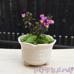 y8{`9ɏz gLqnM A ՕP 