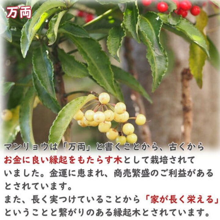 楽天市場】2025年万両 鉢植え 大実万両 素焼き鉢入り縁起の良い木 