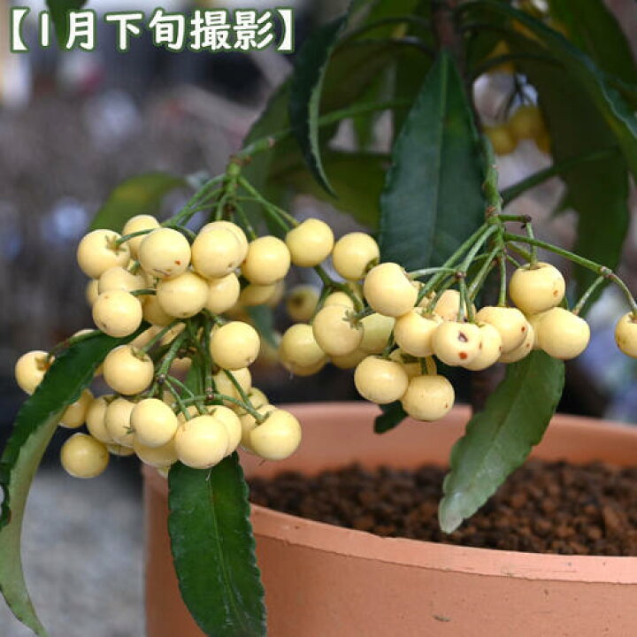 楽天市場】2025年万両 鉢植え 大実万両 素焼き鉢入り縁起の良い木 