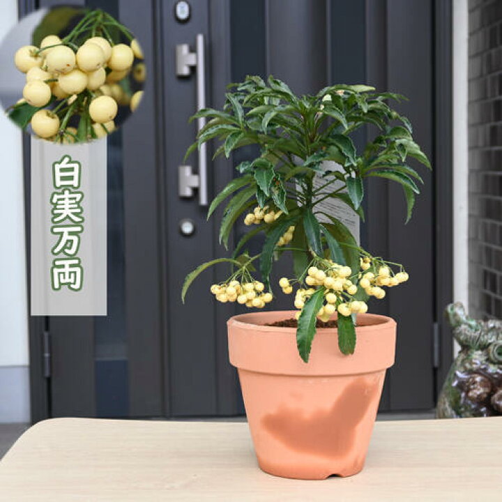 楽天市場】2025年万両 鉢植え 大実万両 素焼き鉢入り縁起の良い木 