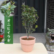 オニヒイラギ 鉢植え テラコッタ鉢入り ヒイラギ 柊　魔除け　縁起木　6号テラコッタ