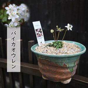 2024NNEW oCJIE A N  R쑐 ~ԉA