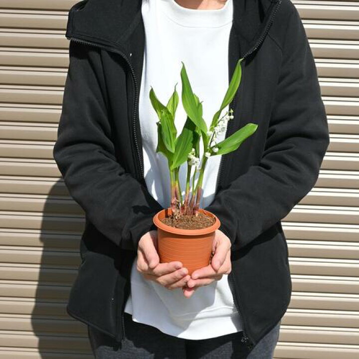 楽天市場】※今季3月10以降のお届けは開花が終了しております2025年2月