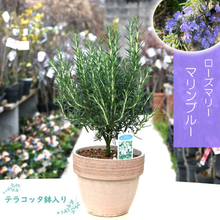 楽天市場】2024年3月撮影ローズマリー 鉢植え マリンブルー テラコッタ 