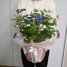 開花終了しています贈り物に 2026年5号クレマチスクレマチスビエネッタ6月以降のお届け剪定しておりお花はありません　母の日ギフト