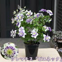 2026年6月開花プレゼントにお誕生日プレゼントの贈り物にギフトクレマチス鉢植え母の日プレゼントにギフト用2026年 ギフト クレマチス ビエネッタ5月末頃開花　　お届けは蕾が固めです母の日 ギフト 花 鉢植え
