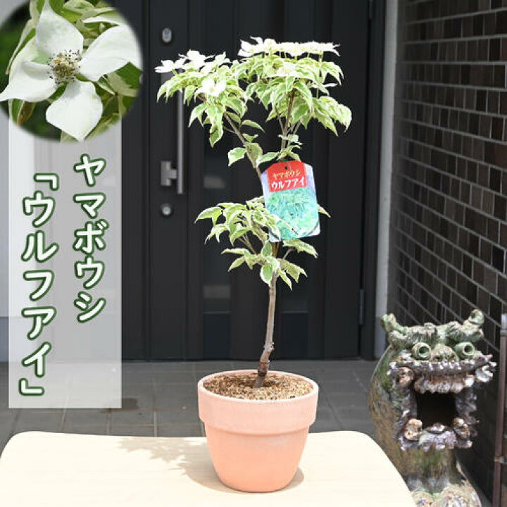楽天市場】ヤマボウシ ウルフアイ 鉢植え斑入り葉 カラーリーフ 