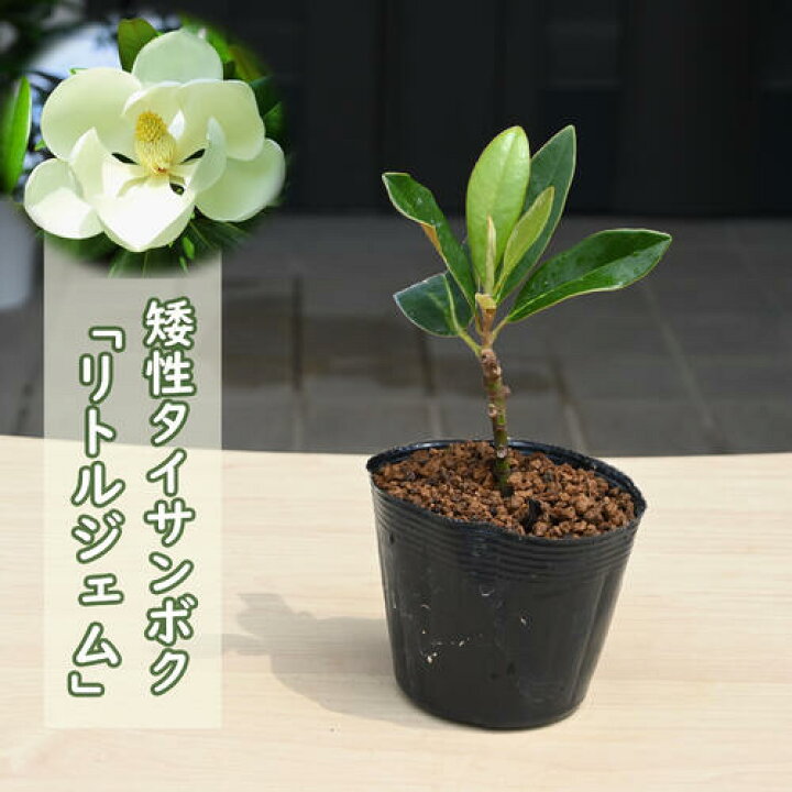 楽天市場】リトルジェム 苗 矮性 タイサンボク泰山木ポット苗 : 園芸 