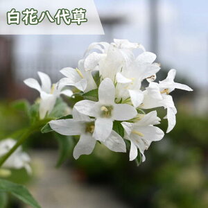 2026N6{J Ԕ㑐 |bgc R쑐 N cV\E hE炫Jpj h