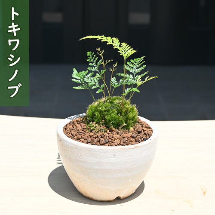 楽天市場】2026年NEW トキワシノブ 鉢植え シダ植物 着生植物 : 園芸 