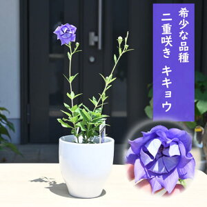 2024NNEW dLLE 픫 R쑐 j[ d炫 