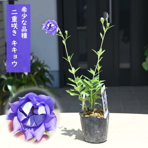 2024NNEW dLLE c R쑐 j[ d炫 