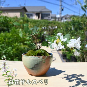 2024N9J TXx   ~͎d Sg A ~j