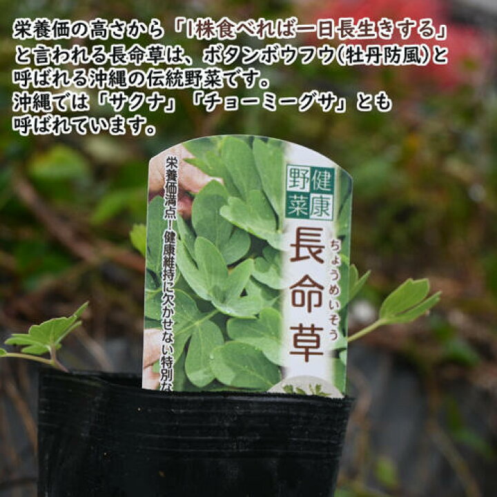楽天市場】長命草 ポット苗 チョウメイソウ ちょうめいそうボタン 