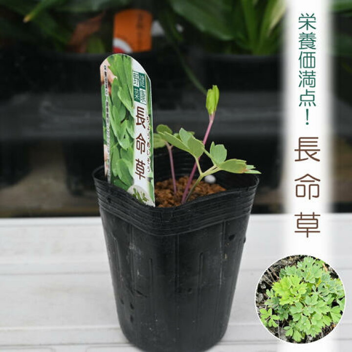 楽天市場】長命草 ポット苗 チョウメイソウ ちょうめいそうボタン 