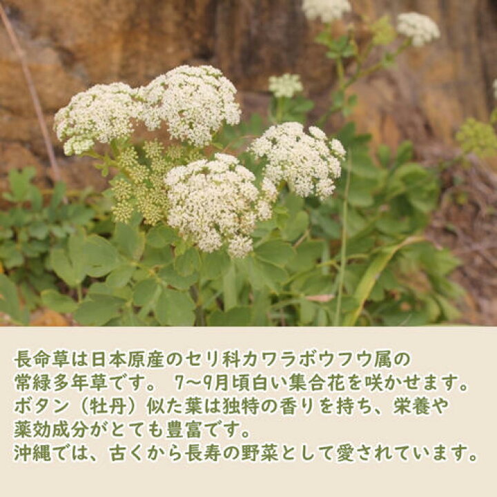 楽天市場】長命草 ポット苗 チョウメイソウ ちょうめいそうボタン 