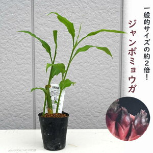 10{̔BW{~EK |bgc h䪉 ݗ2{ Ȃ݂傤 傫䪉 h