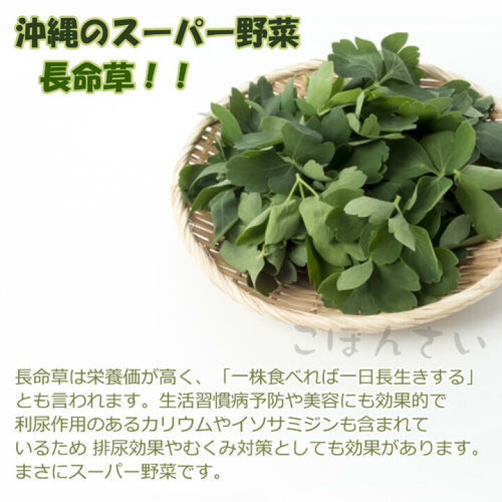 楽天市場】長命草 ポット苗 チョウメイソウ ちょうめいそうボタン 
