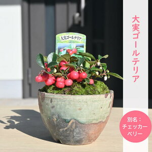 112025NNEW 11`12͎̂͂tłS[eA A ʖF`FbJ[x[AqII~REWΏ J[[t OEhJo[ 񂹐A