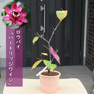 2025NNEW EoC n[gbWC A eRb^ ڂ JJTX n[gbWC