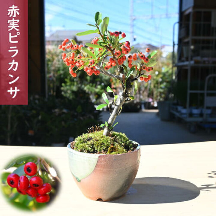 楽天市場】2026年実物盆栽 ピラカンサ 赤実 鉢植え 盆栽仕立て トキワ 