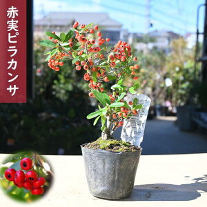 킢TCŶ҂炩 sJT Ԏ |bgc gLTUV@sJTX