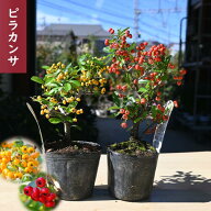 実はついていません ピラカンサ 赤実 黄実 セット ポット苗 トキワサンザシ ピラカンサス