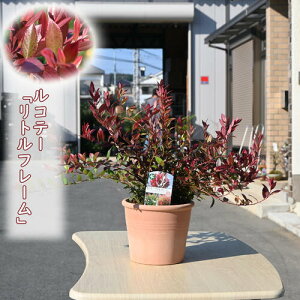 Re[@gt[@eRb^萼mieJ[[t؃OhJo[@_Cie5TCY