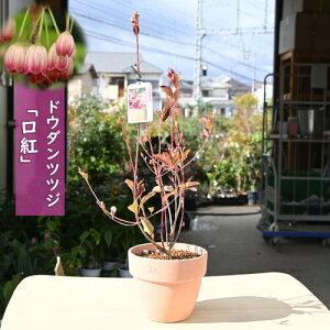 hE_ccW g gX A eRb^N`xjjVL N`xjTT