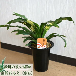 プレゼントに 2025年は縁起の良い贈り物に 万年青 宝船 プラ鉢入り おもと 縁起が良い お祝い 贈り物 新築祝い お誕生日プレゼントの観葉植物