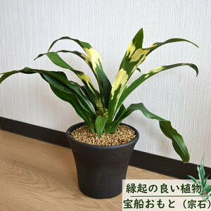 v[g 2025NN̗ǂ蕨 N D A  Nǂ j 蕨 Vzj av[g̊ϗtA