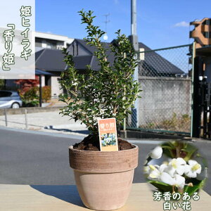 柊の香りを楽しむ香り姫 姫ヒイラギ 鉢植えヒイラギ テラコッタ鉢入り香り姫柊柊鉢植え香姫 柊姫