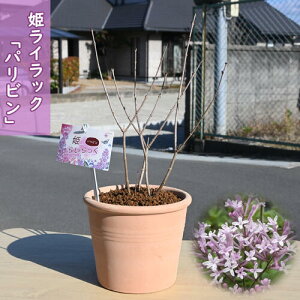 P炢2025N5ɊJԕ̓MtgɕPCbN pr lG炫 ␫CbN RpNg